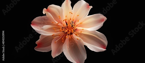 An image of an apple flower with plenty of space for text or other elements. with copy space image. Place for adding text or design