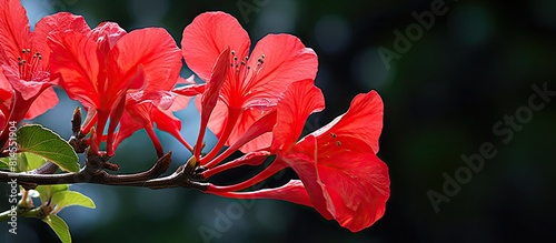 Beautiful red Spathodea flower commonly known as African tuliptree growing in a tropical garden Perfect floral backdrop for a banner with plenty of copy space in the image