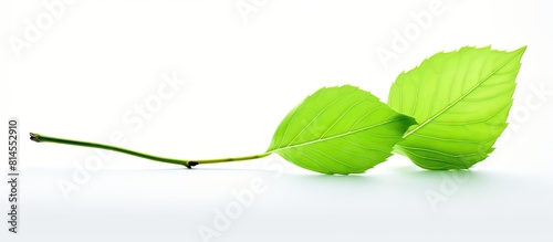 A solitary leaf in a vibran...