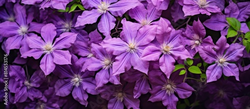 Purple Clematis flowers known by their scientific name Clematis serve as a captivating background in the garden creating a copy space image