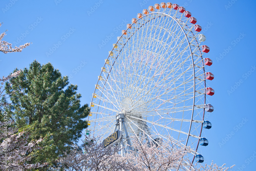 Fototapeta premium 桜と観覧車3