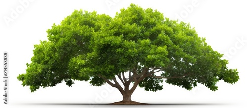 A tropical tree with lush green foliage branches against a clean white background perfect for a copy space image