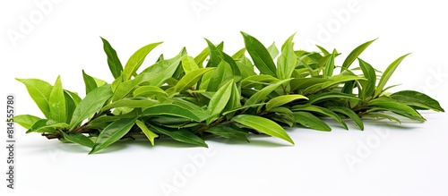 A close up image of a bunch of fresh green tea leaves on a white background These leaves have been freshly picked from an organic tea plantation at home The image represents the concept of food and p