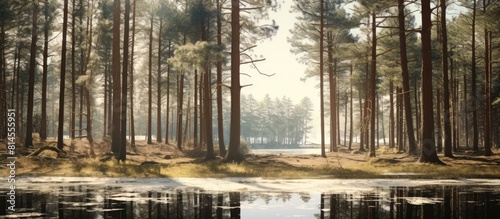 A picturesque spring scene in a pine tree forest with patches of unmelted snow bathed in sunlight offering ample space for text or images photo