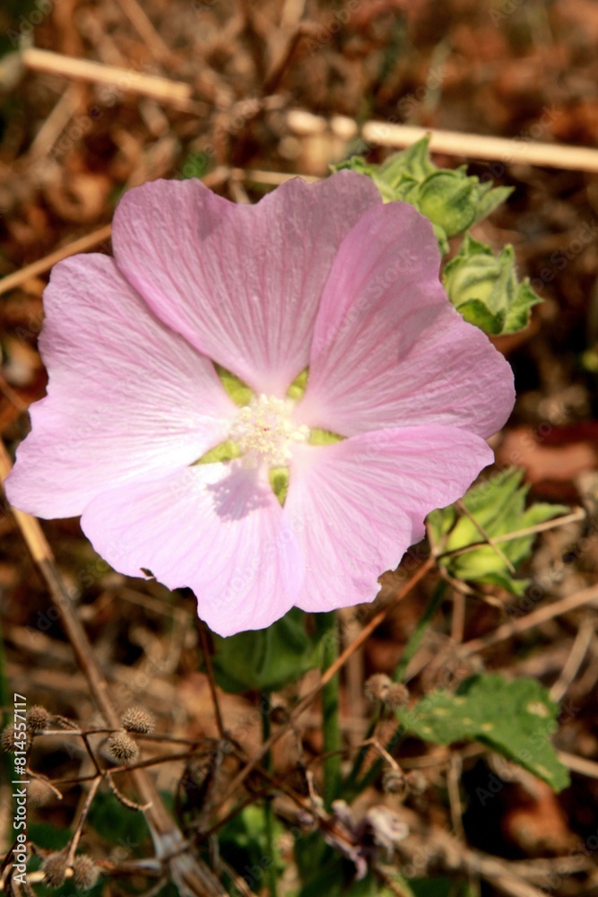 Fototapeta premium pink flower
