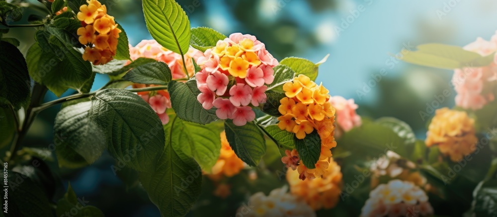 In the garden a gorgeous flower called Tahi Ayam Saliara or Lantana camara blossoms gracefully It provides a perfect copy space for a captivating flat lay image In the garden a gorgeous flower called Tahi Ayam Saliara or Lantana camara blossoms gracefully It provides a perfect copy space for a captivating flat lay image