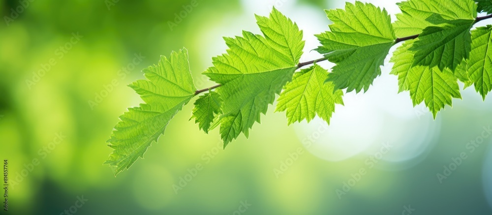 Copy space image of a bokeh background showcasing the intricate beauty of a green mulberry tree leaf Copy space image of a bokeh background showcasing the intricate beauty of a green mulberry tree leaf