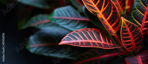 Close up of a Croton Petra plant also known by its botanical name Codiaeum Variegatum Copy space image photo