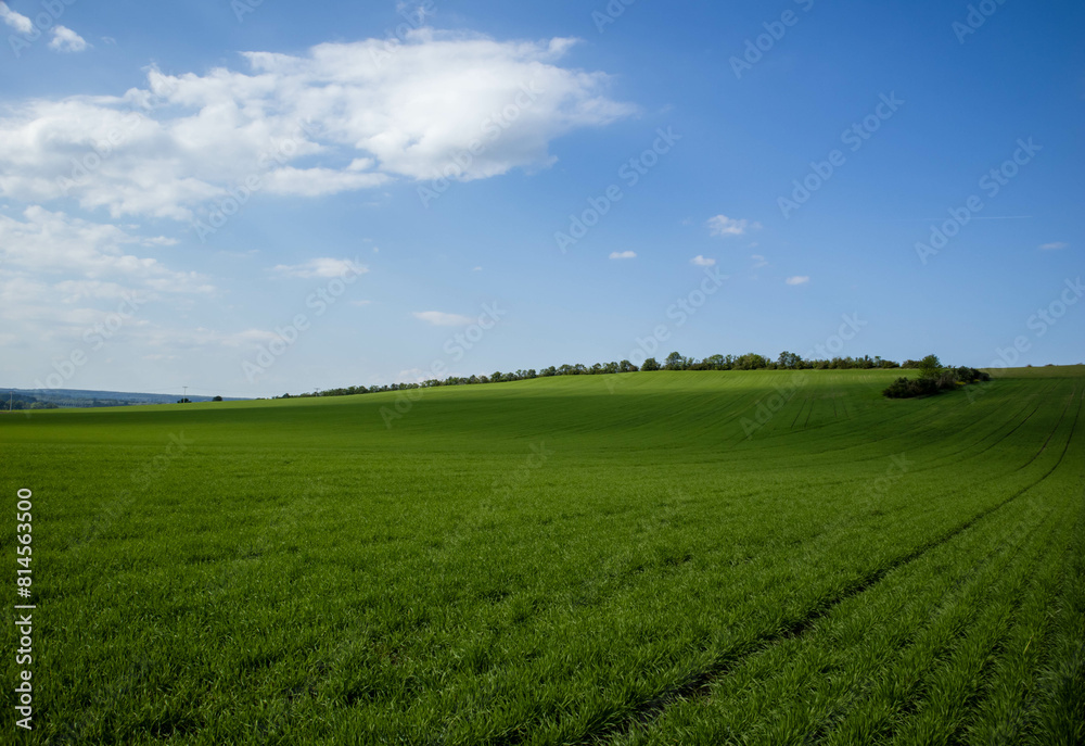 Beautiful green field landscape with blue cloudy sky Beautiful green field landscape with blue cloudy sky