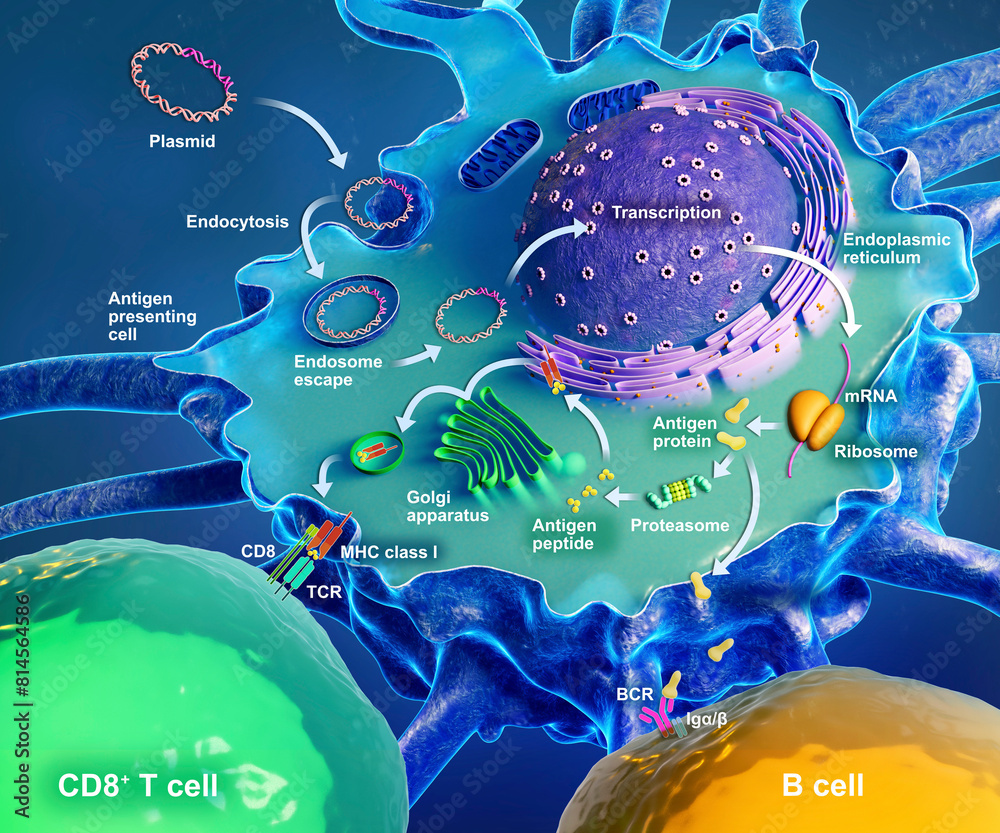 © Science RF - DNA vaccine mechanism of action, illustration © Science RF - DNA vaccine mechanism of action, illustration