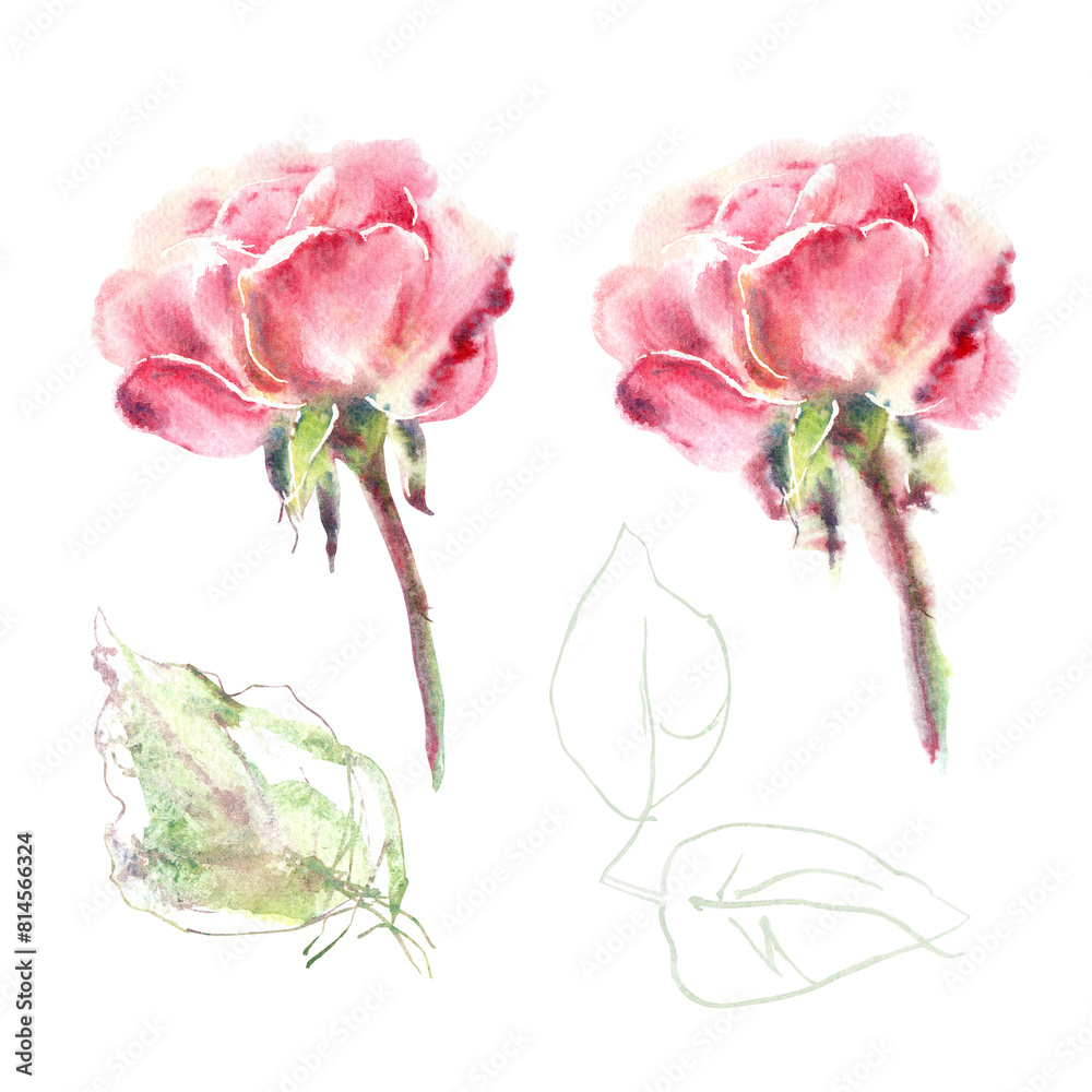 Watercolor set of pink roses with leaves hand painting floral ...