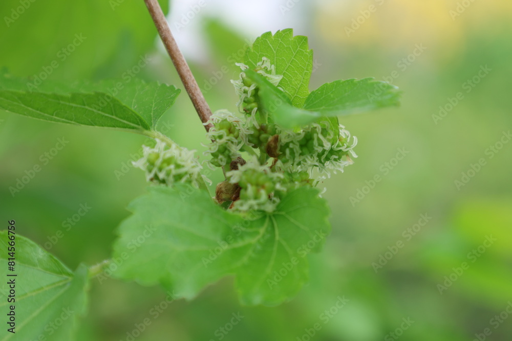 Inflorescence of grapes.
Shot with a long lens Inflorescence of grapes.
Shot with a long lens