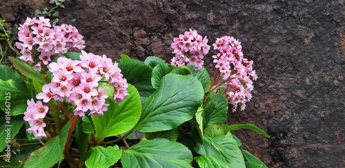 Pink bergenia flower blooms against the background of the mountain. Panorama.