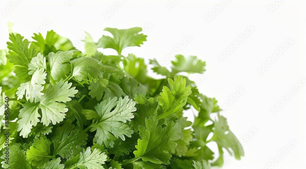 A Bunch of Parsley on White Surface A Bunch of Parsley on White Surface