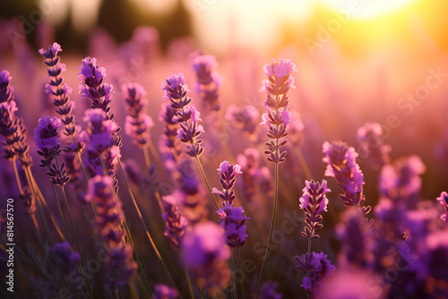 Soothing Sunset Glow Over Lavender Field. Generative AI