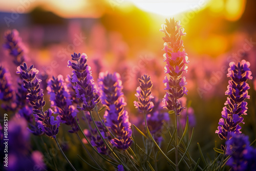 Sunset Glow Over Lavender Field. Generative AI