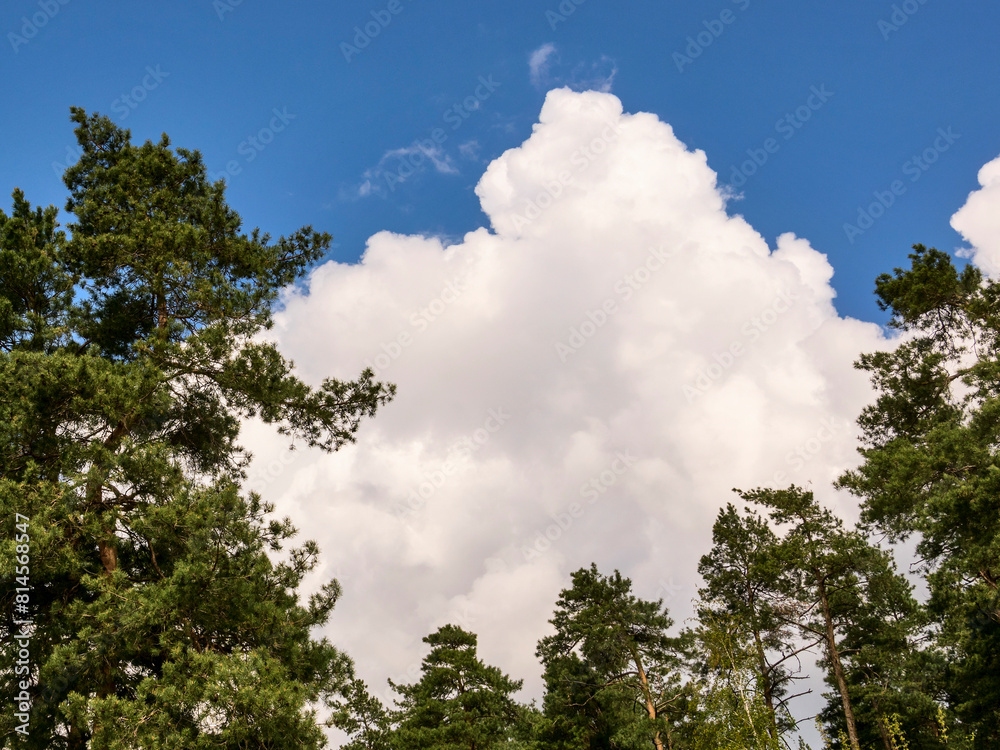 Obraz premium Pine trees against a blue sky with white clouds