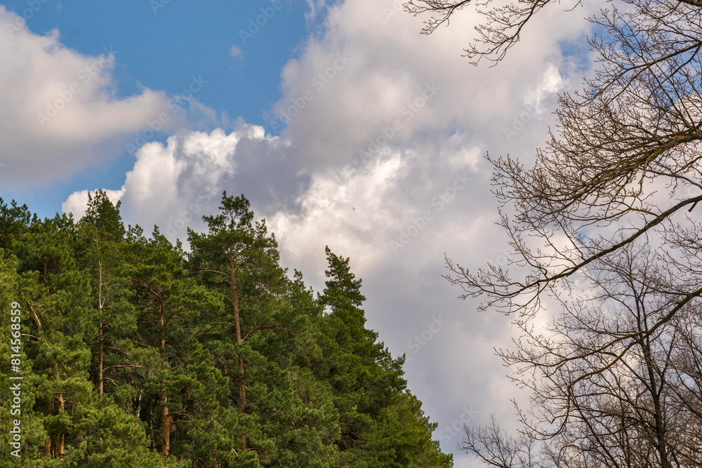 Various trees against the background of a white-blue sky Various trees against the background of a white-blue sky