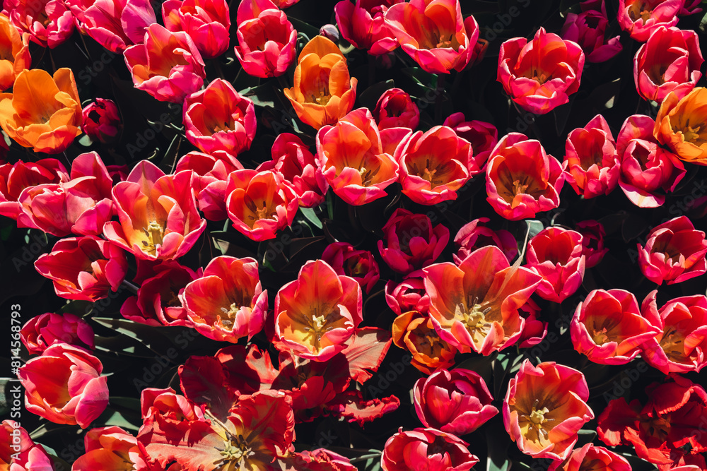 Fototapeta premium Pink Tulip flowers blooming in the garden field landscape. Beautiful spring garden with many red tulips outdoors. Blooming floral park in sunrise light. Stripped tulips growing in flourish meadow