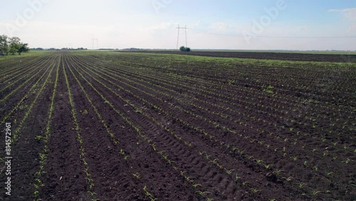 Drone shot capturing rows of young green corn plants in a cornfield.