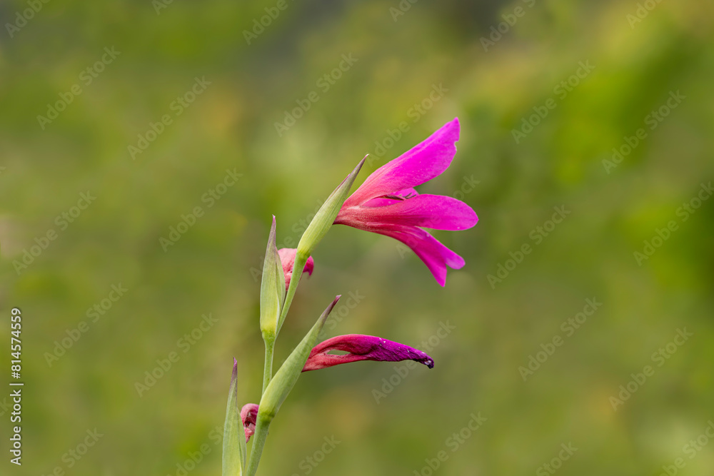 Wild Gladiolus illyricus flowers growing in the natural environment on Nif Mountain, Izmir. Wild Gladiolus illyricus flowers growing in the natural environment on Nif Mountain, Izmir.