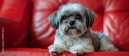 Small Gray and White Dog Sitting on Top of Red Couch