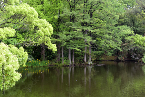 ラクウショウの若葉や花を咲かせたクスノキなど、春の景色が池の水面に映り込んでいる風景