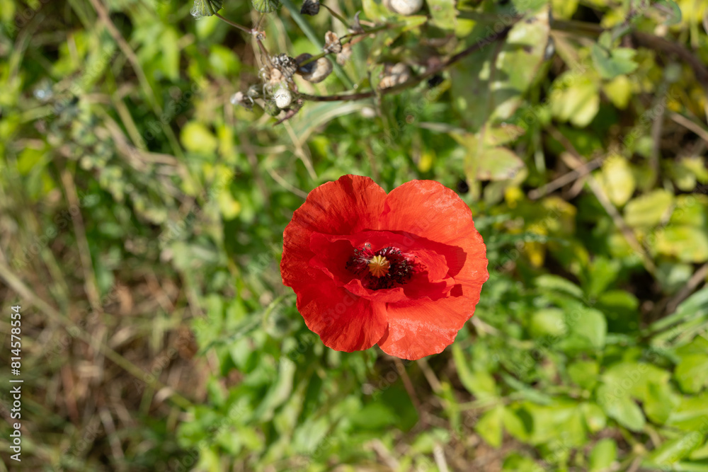 coquelicot 1 coquelicot 1