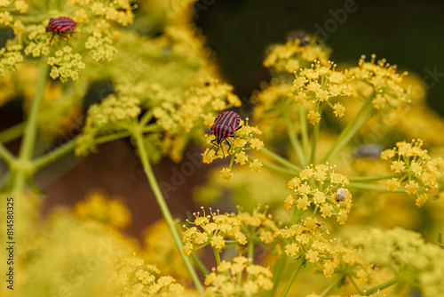 Striped Carrot Bedbug (Graphosoma semipunctatum) feeding on Yellow Fennel Flower (Foeniculum vulgare). photo