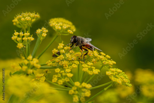 Obraz na płótnie Drone fly (Hemipenthes morio) feeding on Yellow Fennel Flower (Foeniculum vulgare). w salonie