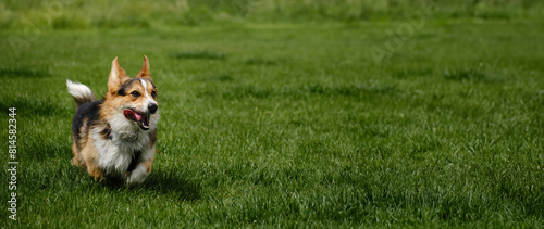Charming Welsh corgi Pembroke tricolor walks in the spring park, running merrily on the green grass. A carefree and happy pet life. A dog with a funny face in motion. Banner with copy space.