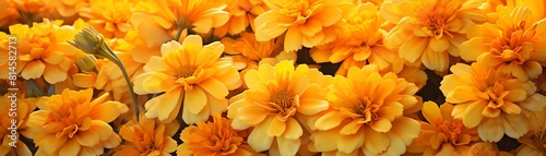 Golden marigolds glowing in the golden hour light  warm tones dominating  festive and bright