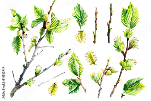 set hazelnut branch with green leaves, spring young leaves and blossoming willow catkins, hazel flowers, on white background, watercolor painting