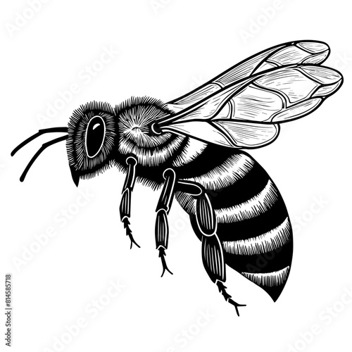 Abeille en vol, profil, icone, dessin vectoriel, noir et blanc, gravure ancienne