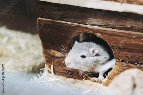 Portrait d'un mignon petit hamster dans sa cabane en bois © PicsArt