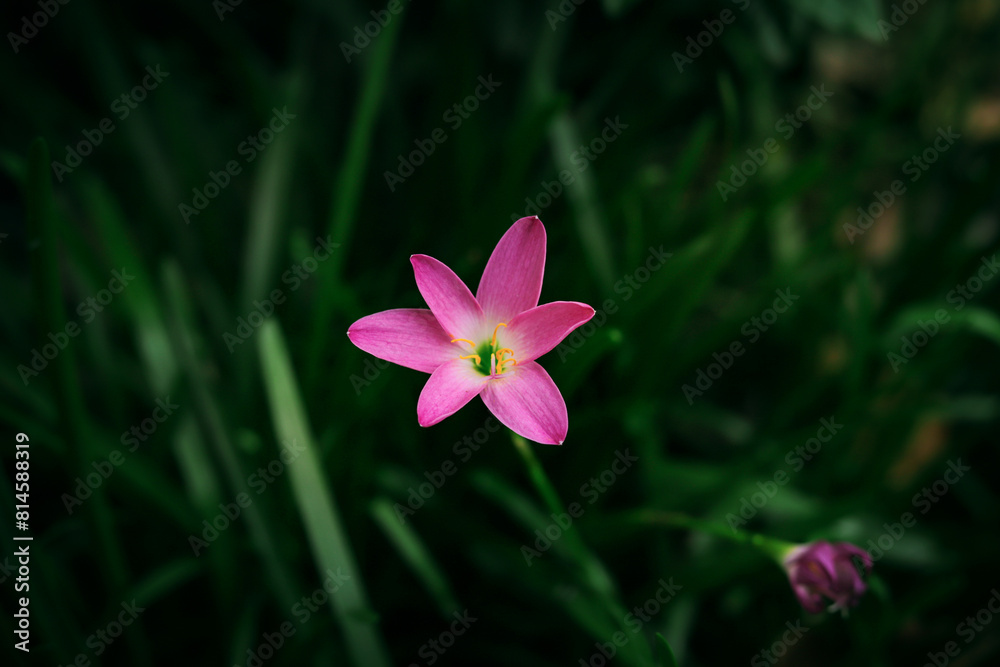 pink and yellow flower cambodia Flower pink and yellow flower cambodia Flower