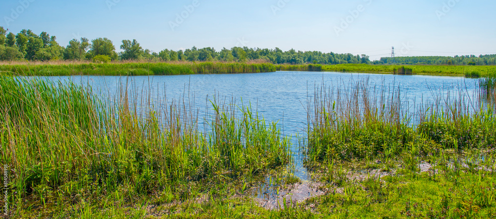 he edge of a lake with reed in wetland in springtime, Almere, Flevoland, The Netherlands, May 13, 2024