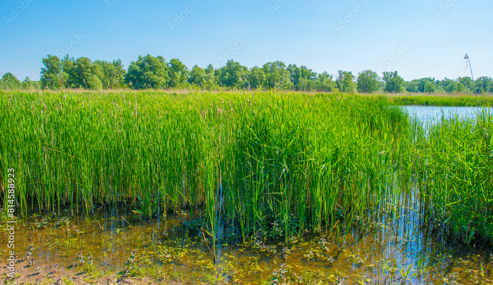 he edge of a lake with reed in wetland in springtime, Almere, Flevoland, The Netherlands, May 13, 2024 he edge of a lake with reed in wetland in springtime, Almere, Flevoland, The Netherlands, May 13, 2024