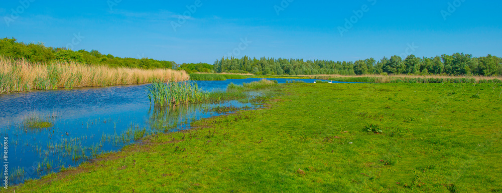 he edge of a lake with reed in wetland in springtime, Almere, Flevoland, The Netherlands, May 13, 2024