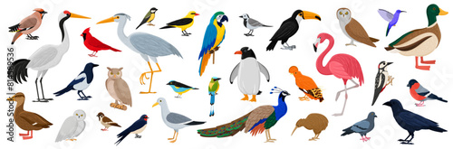 Birds big set. Bright flying characters, wildlife and exotic animals. Fauna species with woodpecker, flamingo, goose