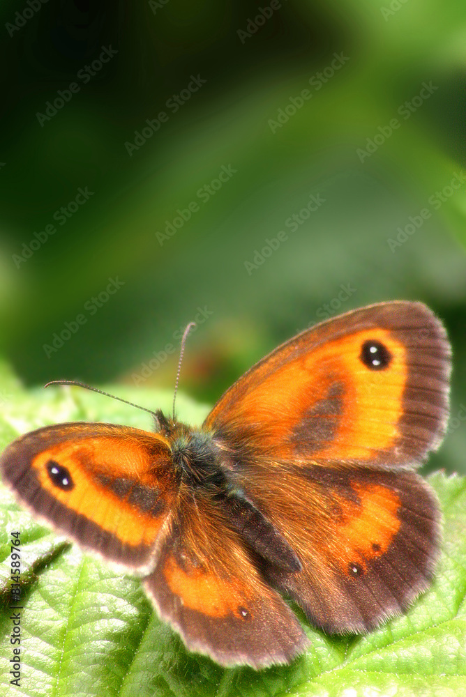 Dreamy butterfly sitting on a lush gree Dreamy butterfly sitting on a lush gree