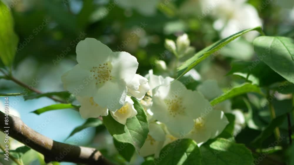 A white jasmine flower with yellow centers is on a green leaf. Blooming fragrant Jasminum sp. daylight, garden setting, symbolizes beauty and tranquility. A white jasmine flower with yellow centers is on a green leaf. Blooming fragrant Jasminum sp. daylight, garden setting, symbolizes beauty and tranquility.