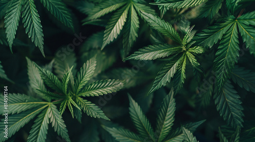 Drug legalization background Close-up of marijuana photo