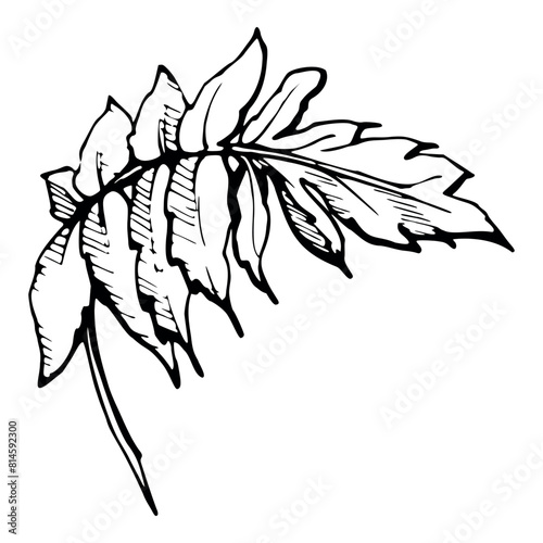 Wallpaper Mural Vector set of elements with hand drawn summer poppy leaves. Isolated on white background. Botanical graphic illustration. Design for invitations, wedding, love or greeting cards, paper, print, textile Torontodigital.ca