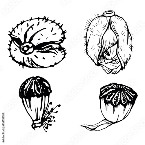 Vector set of elements with hand drawn peony poppy seed pods, buds. Isolated on white background. Botanical graphic illustration. Design invitations, wedding, love greeting cards, paper print textile
