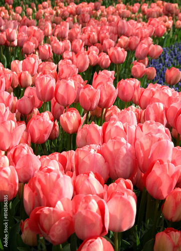 View of bright red and pink tulips at Goztepe Park during the annual Tulip Festival in Istanbul, Turkey photo