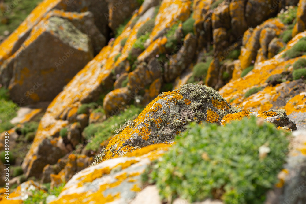 Yellow orange moss covers the rock on a seaside Yellow orange moss covers the rock on a seaside