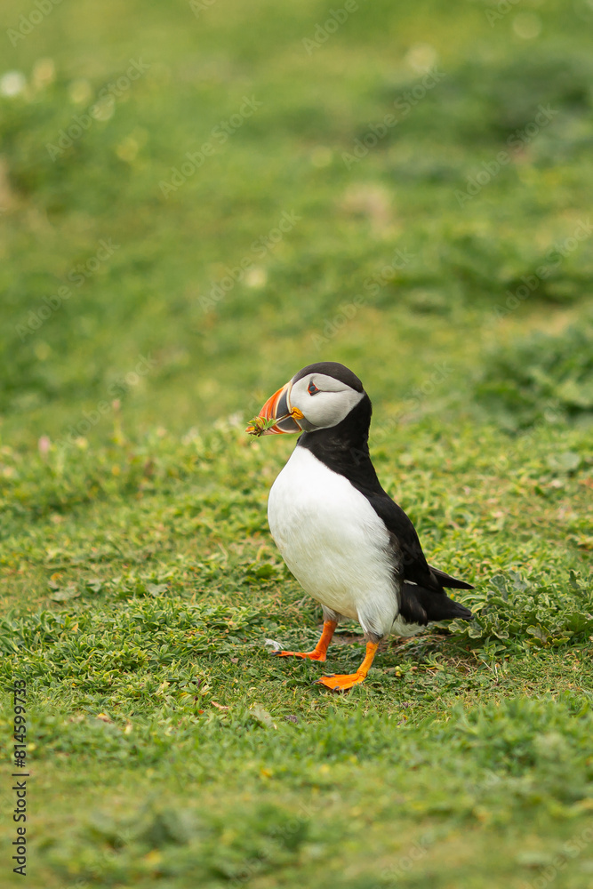 Naklejka premium Atlantic puffins breeding, flying, standing in Ireland