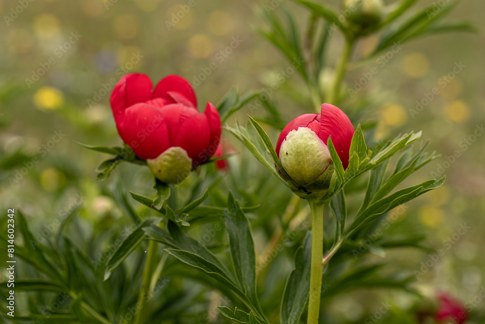 Obraz premium Izmir - Wild peony (Paeonia peregrina romanica) in the forest on Nif mountain.