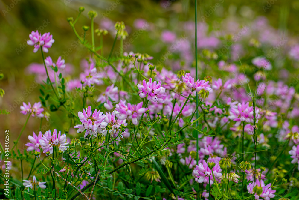Pink Chinese milk vetch flowers bloom in spring. Pink Chinese milk vetch flowers bloom in spring.
